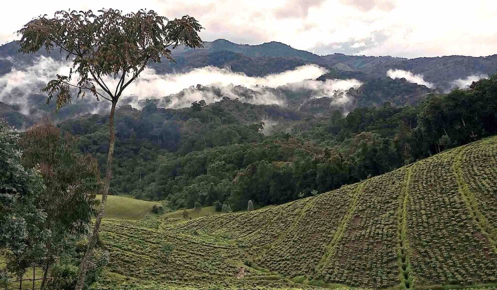 La forêt de Gishwali au nord-ouest du Rwanda