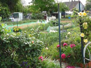 Jardins ouvriers à Wattrelos