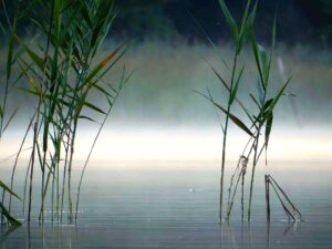 Roseaux dans un marais du Brandebourg