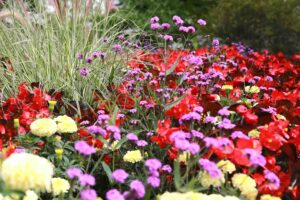 Fleurs
