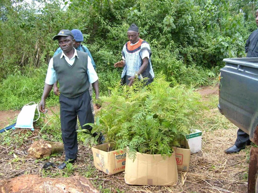 Reforestation au Cameroun